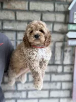 Cockapoo Boy#2, a male Cockapoo for sale in Charlotte, NC – 3 of 8