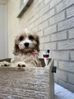 Puppy # 3, a female Cockapoo for sale in Charlotte, NC – Photo 2 of 10