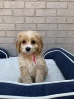 Puppy # 3, a female Cockapoo for sale in Charlotte, NC – Photo 7 of 10