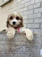 Puppy # 3, a female Cockapoo for sale in Charlotte, NC – Photo 5 of 10