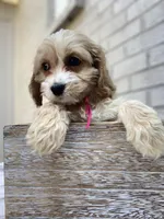 Puppy # 3, a female Cockapoo for sale in Charlotte, NC – Photo 4 of 10