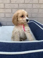 Puppy # 3, a female Cockapoo for sale in Charlotte, NC – Photo 6 of 10