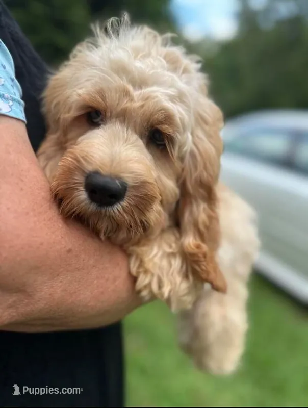 Cockapoo Boy – Cockapoo puppy for sale in Charlotte, NC