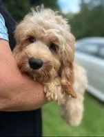 Cockapoo Boy, a male Cockapoo for sale in Charlotte, NC – 1 of 5