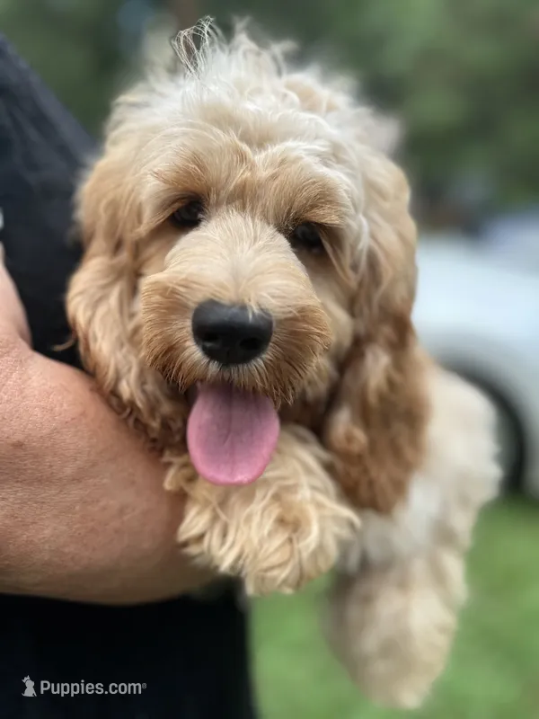 Cockapoo Boy – Cockapoo puppy for sale in Charlotte, NC