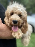 Cockapoo Boy, a female Cockapoo for sale in Charlotte, NC – 1 of 8