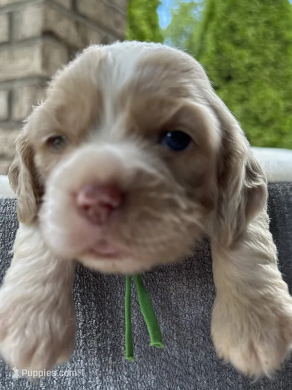 AKC American Cocker Spaniel Boy #1 – Cocker Spaniel puppy for sale in Charlotte, NC