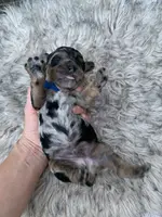 Cockapoo Boy #1, a male Cockapoo for sale in Charlotte, NC – Photo 4 of 5