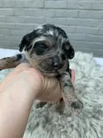Cockapoo Boy #1, a male Cockapoo for sale in Charlotte, NC – Photo 1 of 5