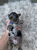 Cockapoo Boy #1, a male Cockapoo for sale in Charlotte, NC – Photo 5 of 5