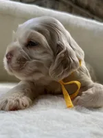 AKC American Cocker Spaniel Boy #2, a male Cocker Spaniel for sale in Charlotte, NC – 3 of 8