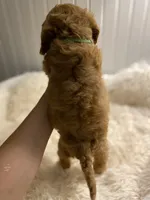 Green Collar , a male Cockapoo for sale in Charlotte, NC – 8 of 10