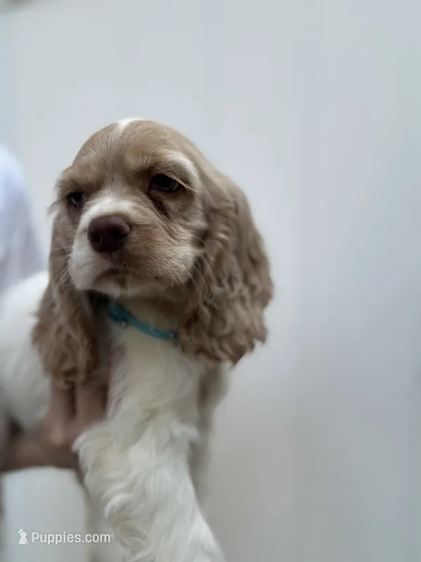 AKC American Cocker Spaniel Boy #1 – Cocker Spaniel puppy for sale in Charlotte, NC