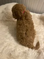 Pink Collar , a female Cockapoo for sale in Charlotte, NC – 6 of 10