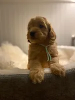 Sky- Blue Collar , a female Cockapoo for sale in Charlotte, NC – 3 of 10