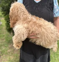 Cockapoo Boy, a female Cockapoo for sale in Charlotte, NC – 5 of 8