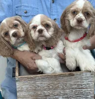 AKC American Cocker Spaniel Boy # 2, a male Cocker Spaniel for sale in Charlotte, NC – 5 of 5