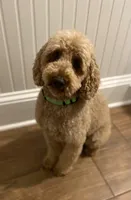 AKC Miniature/Moyen Poodle, a male Poodle - Miniature  for sale in Charlotte, NC – Photo 10 of 10