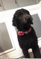 AKC Miniature/Moyen Poodle, a male Poodle - Miniature  for sale in Charlotte, NC – Photo 9 of 10