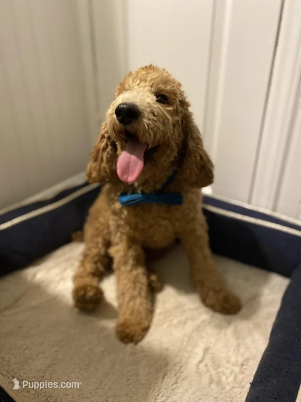 AKC Miniature/Moyen Poodle