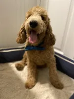 AKC Miniature/Moyen Poodle, a male Poodle - Miniature  for sale in Charlotte, NC – Photo 6 of 10