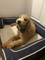 AKC Miniature/Moyen Poodle, a male Poodle - Miniature  for sale in Charlotte, NC – Photo 2 of 10