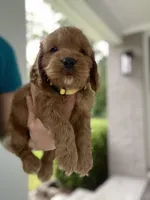Yellow Collard Boy, a male Cockapoo for sale in Charlotte, NC – 1 of 7