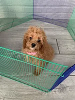 Red Cockapoo Girl, a female Cockapoo for sale in Charlotte, NC – Photo 6 of 8