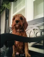 Red Cockapoo Girl, a female Cockapoo for sale in Charlotte, NC – Photo 8 of 8