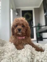 Red Cockapoo Girl, a female Cockapoo for sale in Charlotte, NC – Photo 1 of 8