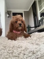 Red Cockapoo Girl, a female Cockapoo for sale in Charlotte, NC – Photo 5 of 8