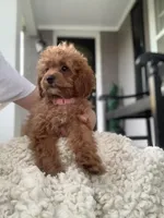 Red Cockapoo Girl, a female Cockapoo for sale in Charlotte, NC – Photo 2 of 8