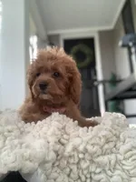 Red Cockapoo Girl, a female Cockapoo for sale in Charlotte, NC – Photo 4 of 8