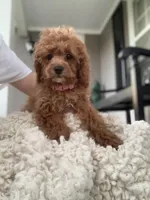 Red Cockapoo Girl, a female Cockapoo for sale in Charlotte, NC – Photo 3 of 8