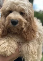 Cockapoo Boy, a female Cockapoo for sale in Charlotte, NC – 8 of 8