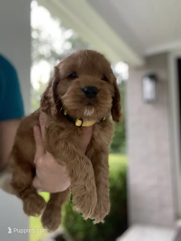 Yellow Collard Boy – Cockapoo puppy for sale in Charlotte, NC