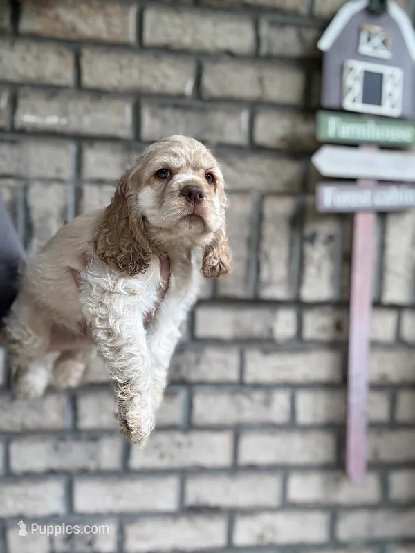 American Cocker Girl #2 – Cocker Spaniel puppy for sale in Charlotte, NC