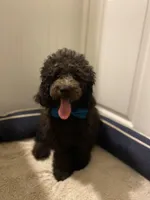 AKC Miniature/Moyen Poodle, a male Poodle - Miniature  for sale in Charlotte, NC – Photo 7 of 9