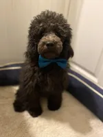 AKC Miniature/Moyen Poodle, a male Poodle - Miniature  for sale in Charlotte, NC – Photo 3 of 9