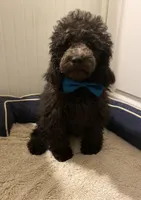 AKC Miniature/Moyen Poodle, a male Poodle - Miniature  for sale in Charlotte, NC – Photo 5 of 9