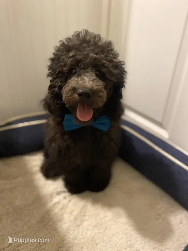 AKC Miniature/Moyen Poodle