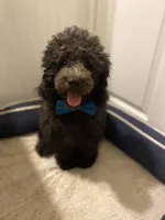 AKC Miniature/Moyen Poodle, a male Poodle - Miniature  for sale in Charlotte, NC – Photo 1 of 9