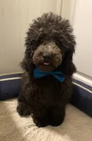 AKC Miniature/Moyen Poodle, a male Poodle - Miniature  for sale in Charlotte, NC – Photo 2 of 9