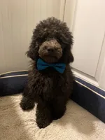 AKC Miniature/Moyen Poodle, a male Poodle - Miniature  for sale in Charlotte, NC – Photo 9 of 9