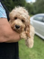 Cockapoo Boy, a female Cockapoo for sale in Charlotte, NC – 3 of 8
