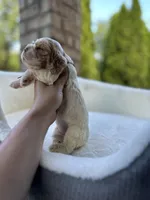 American Cocker Spaniel Girl, a female Cocker Spaniel for sale in Charlotte, NC – 3 of 7