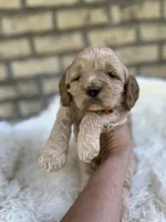 Cockapoo Boy #3, a male Cockapoo for sale in Charlotte, NC – Photo 4 of 4
