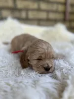 Cockapoo Boy #3, a male Cockapoo for sale in Charlotte, NC – Photo 2 of 4