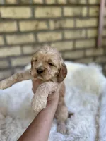 Cockapoo Boy #3, a male Cockapoo for sale in Charlotte, NC – Photo 3 of 4