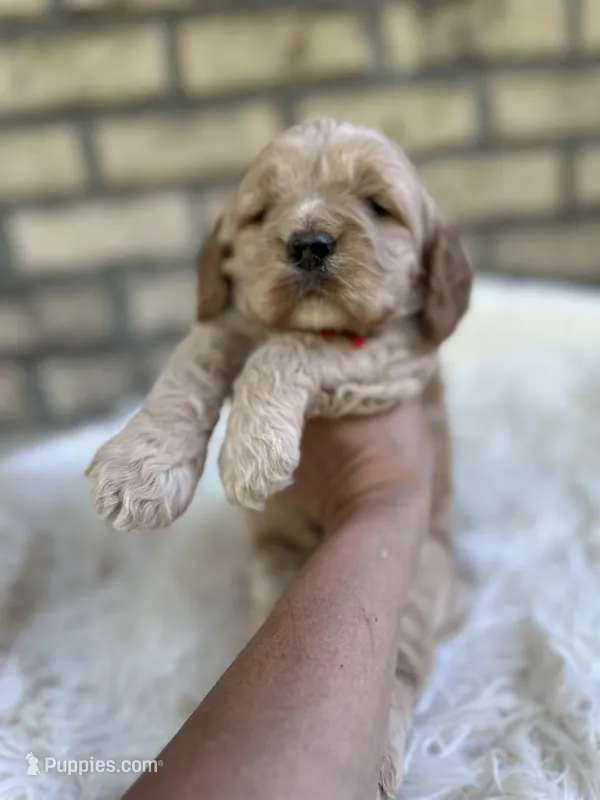 Cockapoo Boy #3 – Cockapoo puppy for sale in Charlotte, NC
